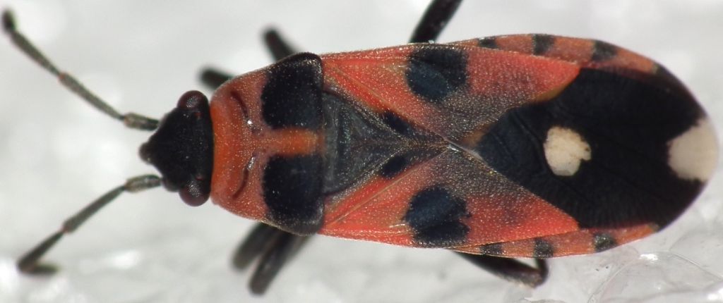 Lygaeidae:   Horvathiolus superbus